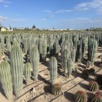 Kardón obrovský (Pachycereus pringlei) ´3v1´ - výška 120-140 cm, kont. C50L (-4°C) - STARÝ A VZÁCNY EXEMPLÁR 